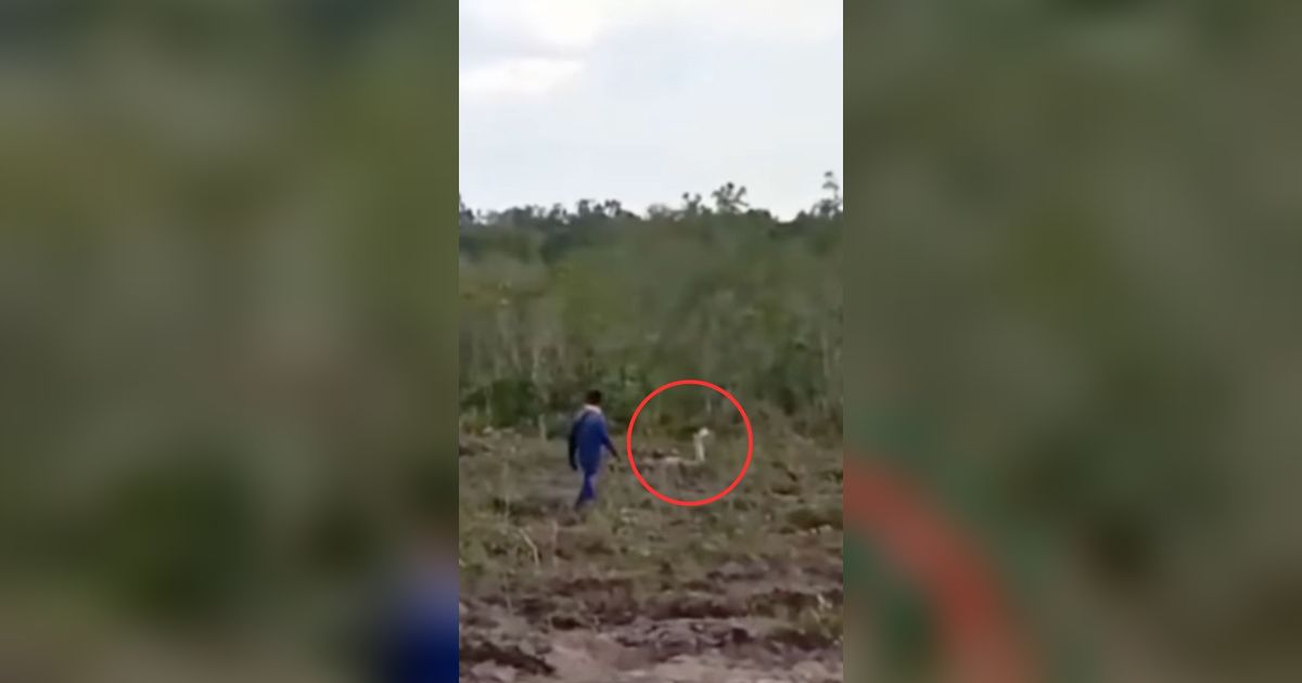 Penampakan Ular Cobra Putih Penunggu Hutan Kalimantan