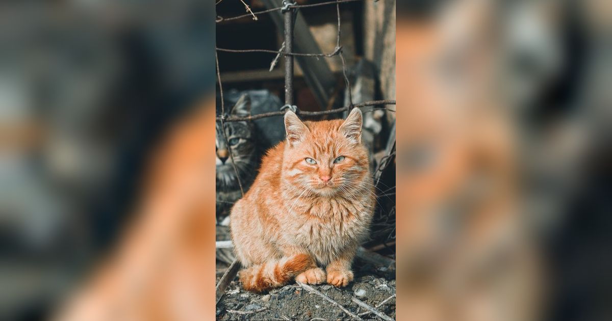 Efek Gigitan Kucing Liar, Ketahui Cara Mengatasinya