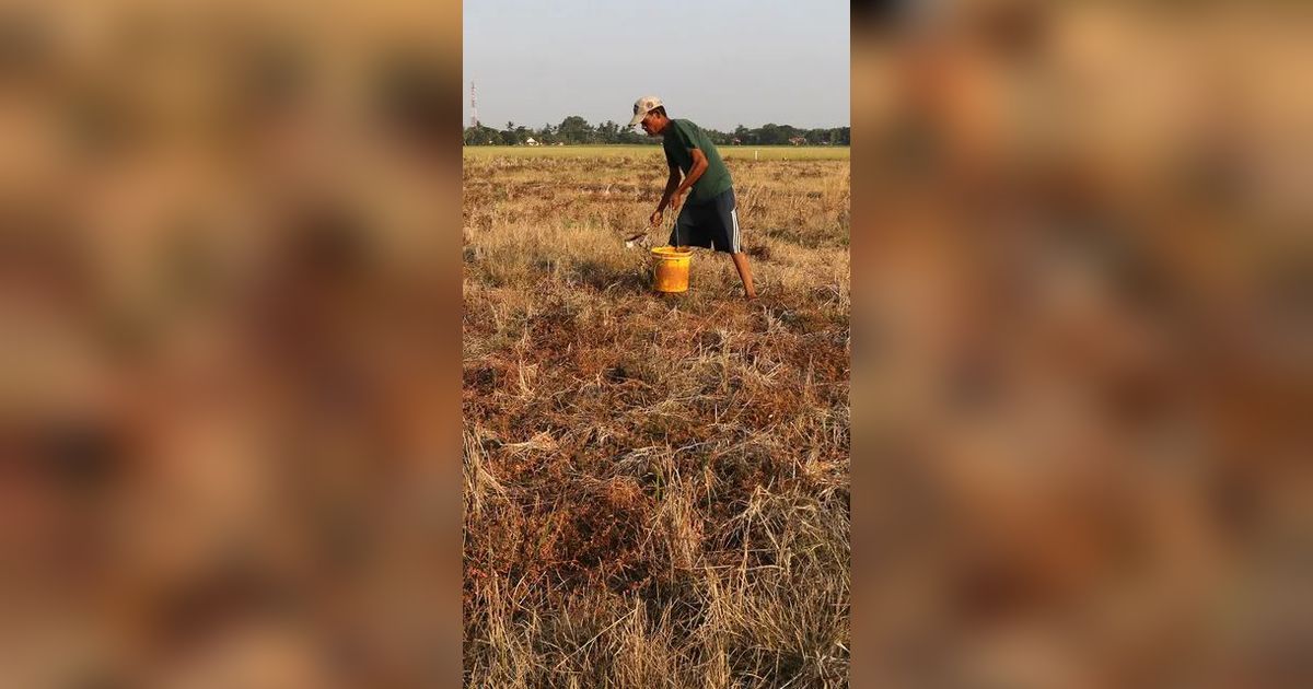 Papua Tengah Alami Kekeringan, Begini Langkah yang Diambil Pemerintah