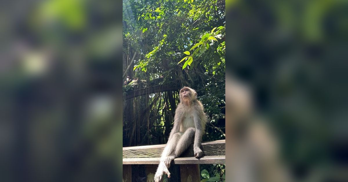 Komplotan Monyet Ekor Panjang Serang Rumah Penduduk, Ambil Makanan & Lukai Warga