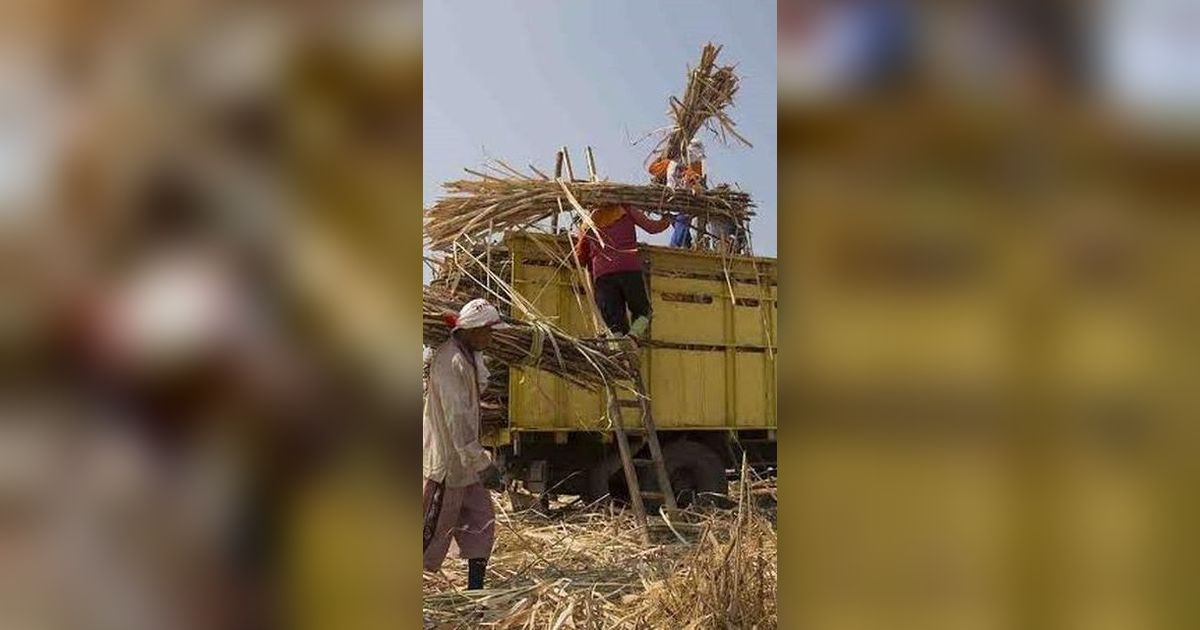 Program Makmur Jadi Upaya Kejar Target Swasembada Gula, Produktivitas Tebu Naik Jadi Segini