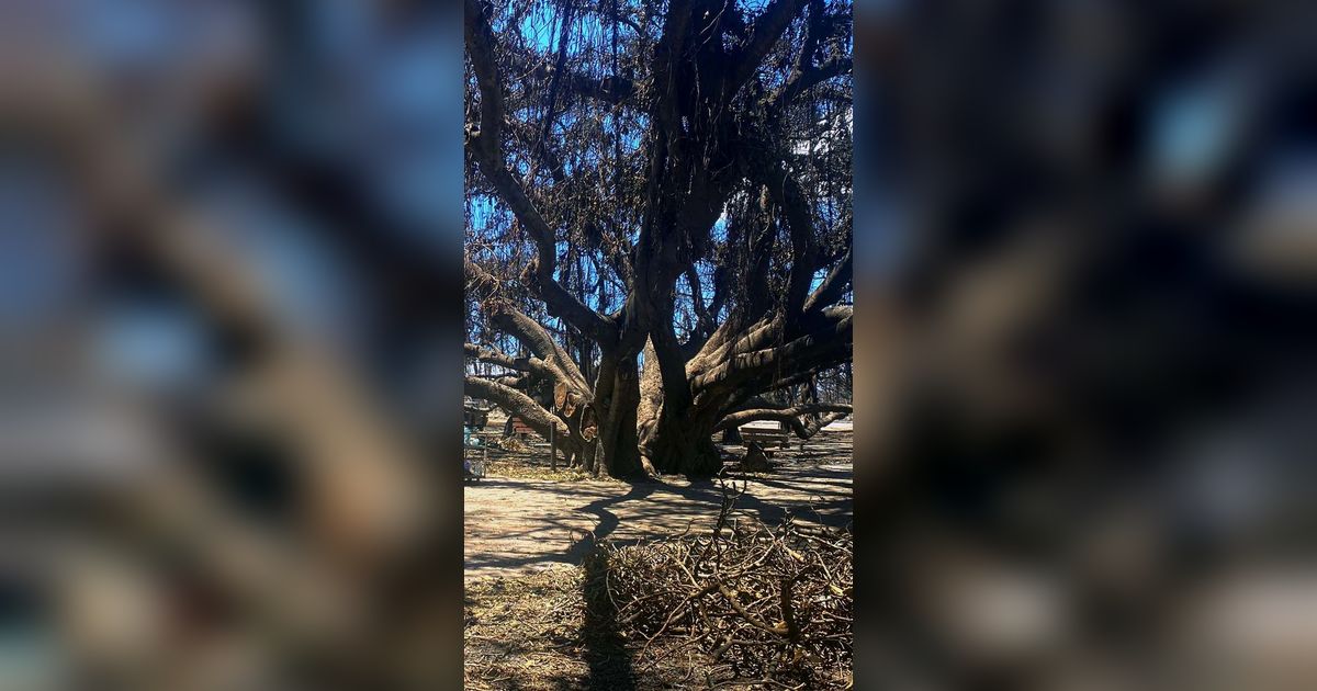 FOTO: Pohon Beringin Ratusan Tahun Hangus Dilalap Kebakaran Hutan di Hawaii, tapi Masih Berdiri Kokoh