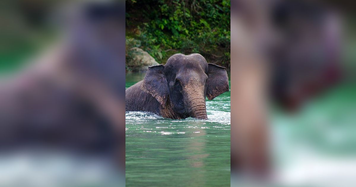 Yayasan Kitong International Kolaborasi Garap Film Gajah Liar