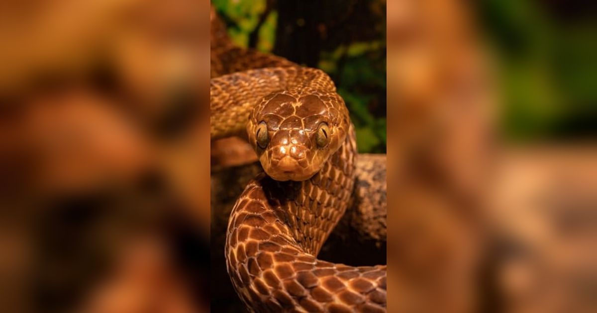 Pulau Kecil di Bumi yang Jadi Habitat Ular Sejak 11 Ribu Tahun, Ini Lokasinya