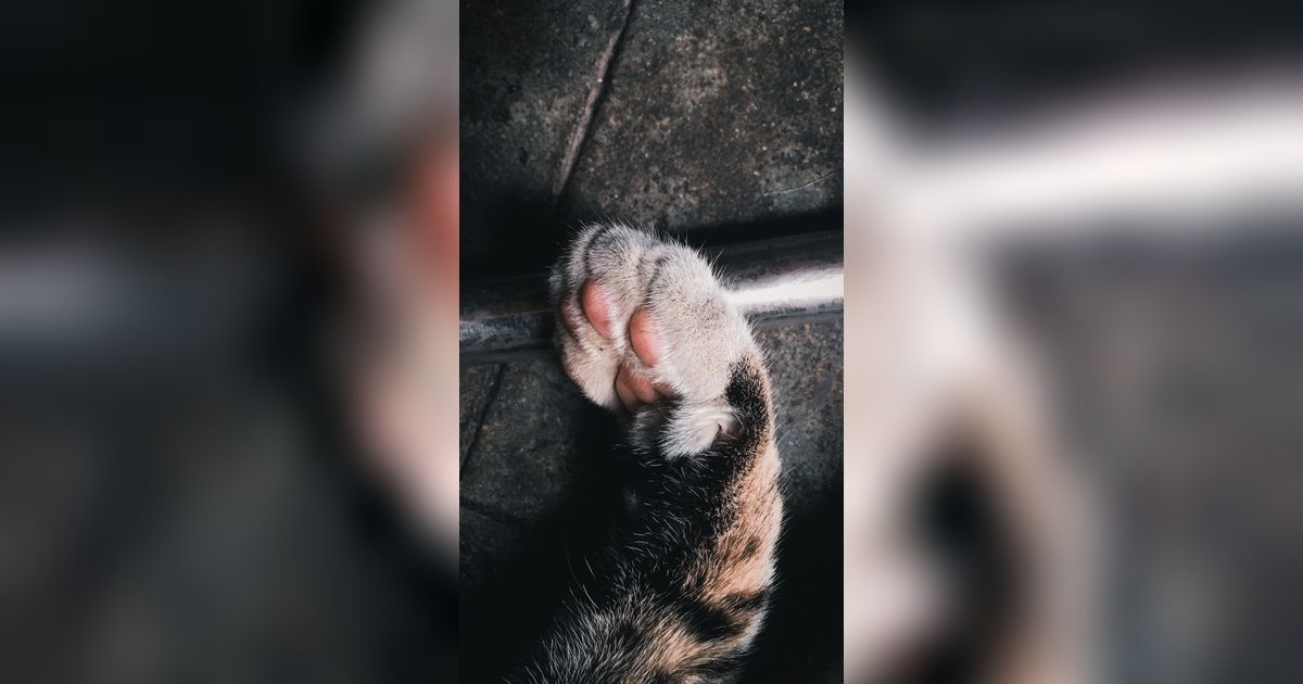 Penyakit Cakar Kucing yang Perlu Diwaspadai, Ketahui Gejala dan Cara Mencegahnya