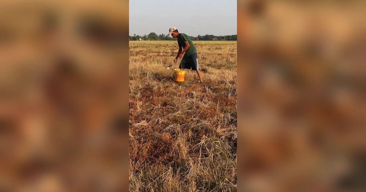 Pemkab Banyumas Optimistis Padi di Wilayahnya Selamat dari Kekeringan, Ini Penjelasannya