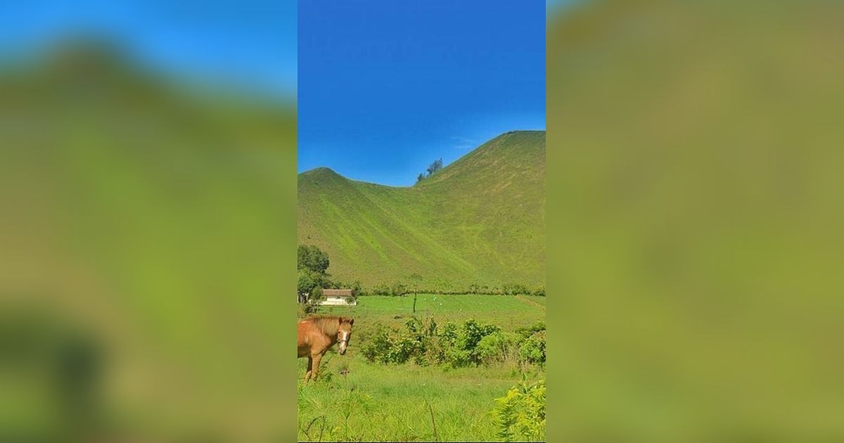 Eksotisme Kawah Wurung Bondowoso, Miniatur Gunung Bromo Mirip Bukit Teletubbies