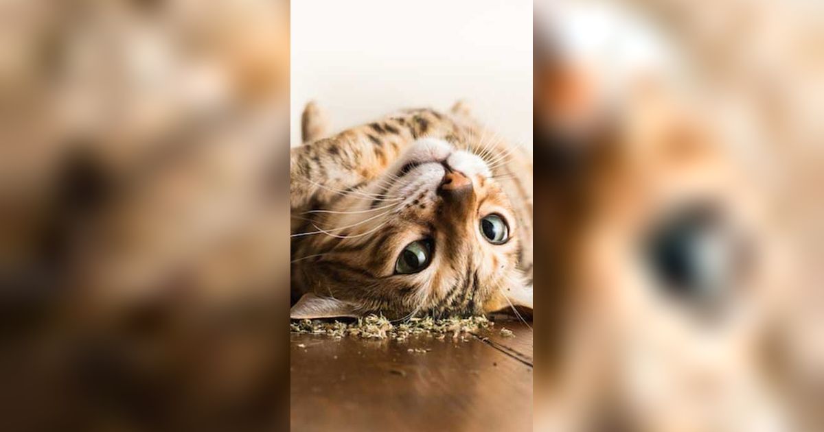 Tak Hanya Bikin Mabuk, Ini Manfaat Catnip Untuk Kucing