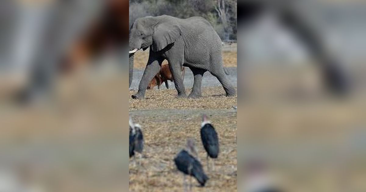 Seekor Anak Gajah Ditemukan Mati di Provinsi Riau, Ini Penyebabnya