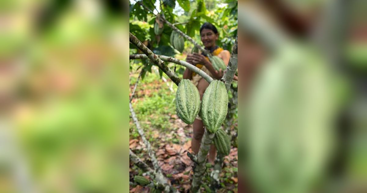 Pohon Kakao Sudah Ada 10 Juta Tahun Lalu, 6.000 Tahun Kemudian Cokelat Baru Dikonsumsi