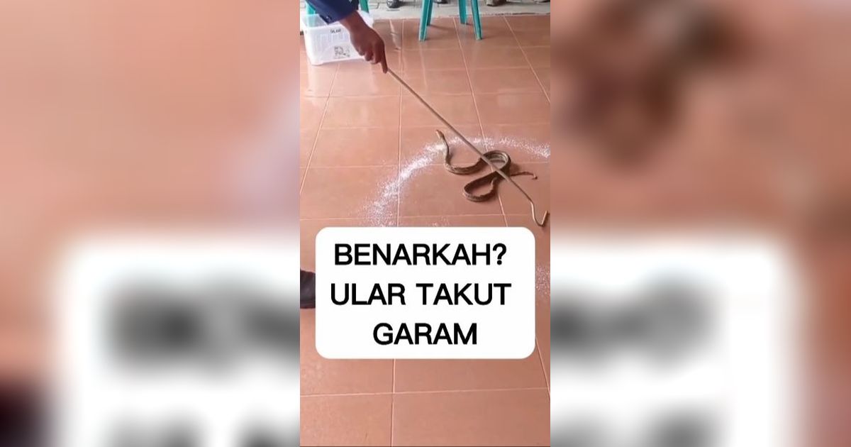 Ular Takut Sama Garam? Video Ini Buktinya