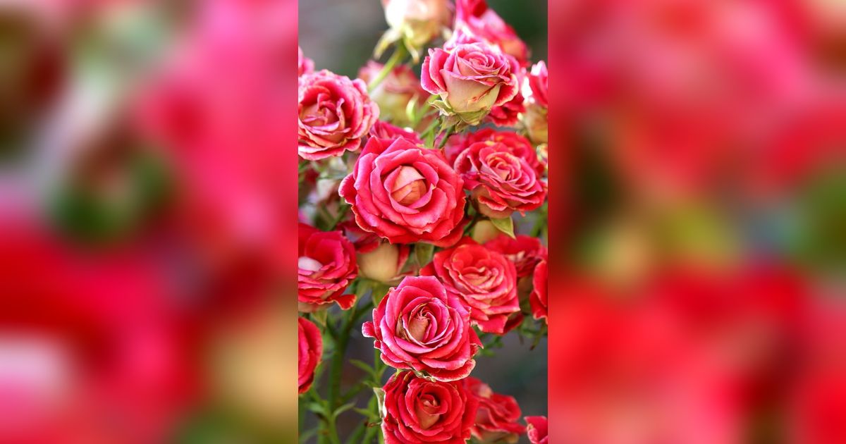Arti Bunga Mawar Berdasarkan Warnanya, Lambang Cinta hingga Kesetiaan
