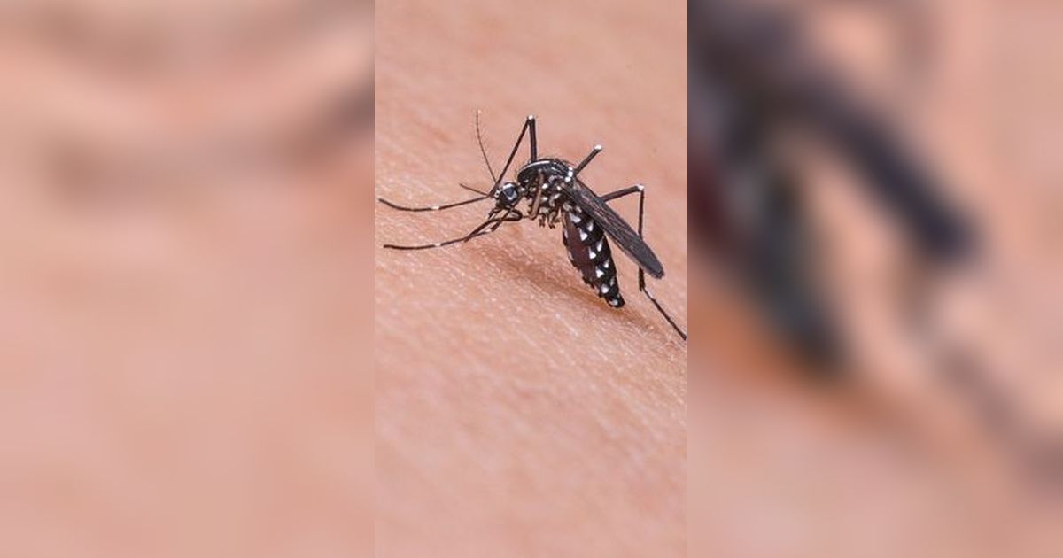 20 Agustus Peringati Hari Nyamuk Sedunia, Waspadai Risiko Penyakitnya