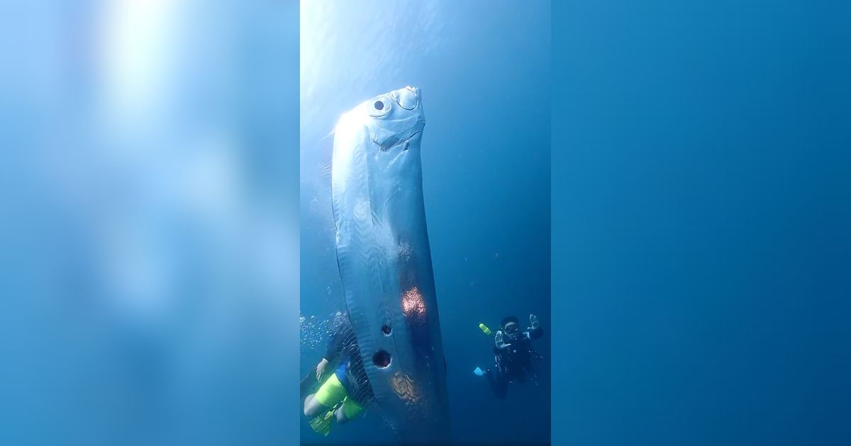 Discover 5 Surprising Facts About Oarfish: Mysterious Giants of the ...