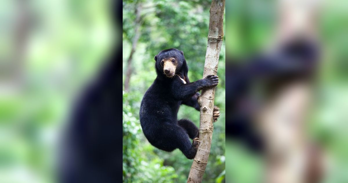 Beruang Betulan atau Manusia Pakai Kostum? Netizen China Penasaran karena Video dari Kebun Binatang