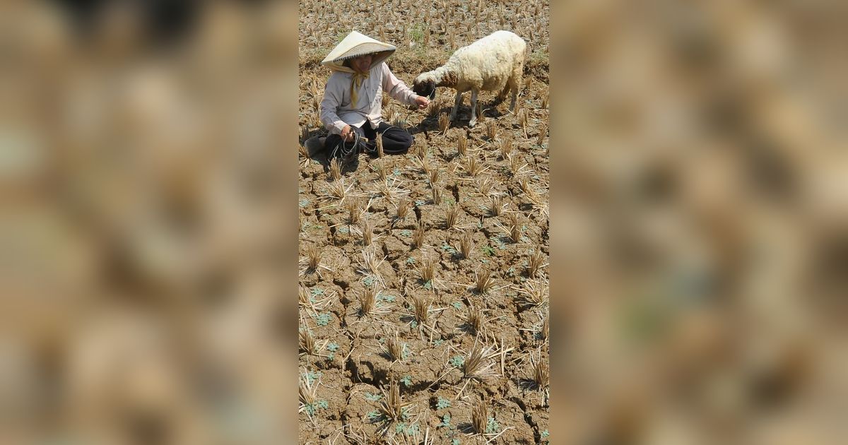 FOTO: Dampak El Nino, Ribuan Hektar Lahan Pertanian Warga di Cibarusah Bekasi Kekeringan