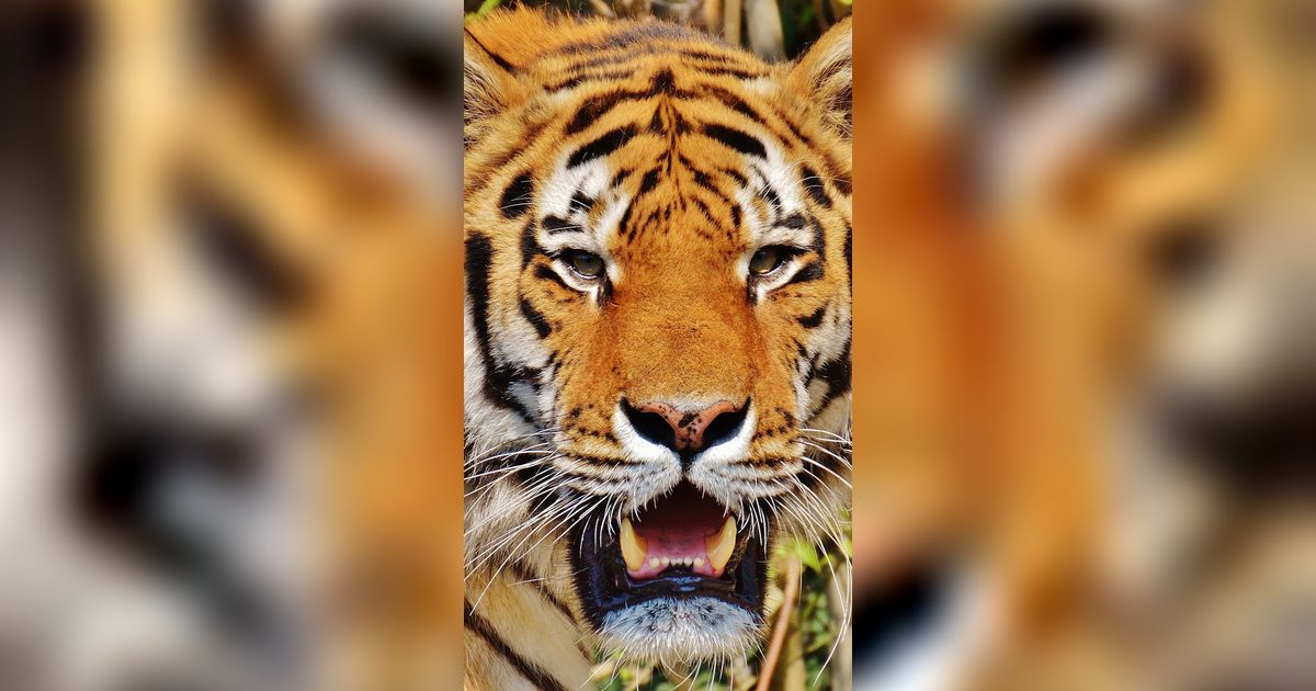 Mengenal Inyiak Balang, Bentuk Penghormatan Masyarakat Minang pada Harimau