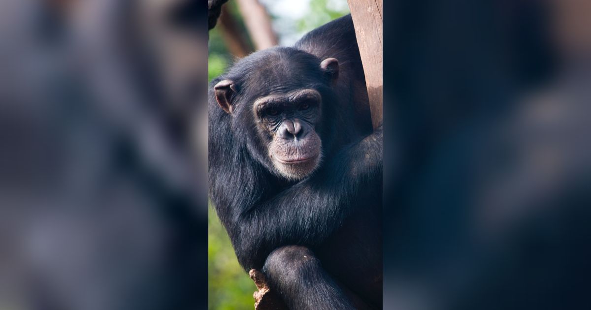 Manusia dan Kera Punya Nenek Moyang yang Sama, Ilmuwan Ungkap Seperti Apa Sosoknya