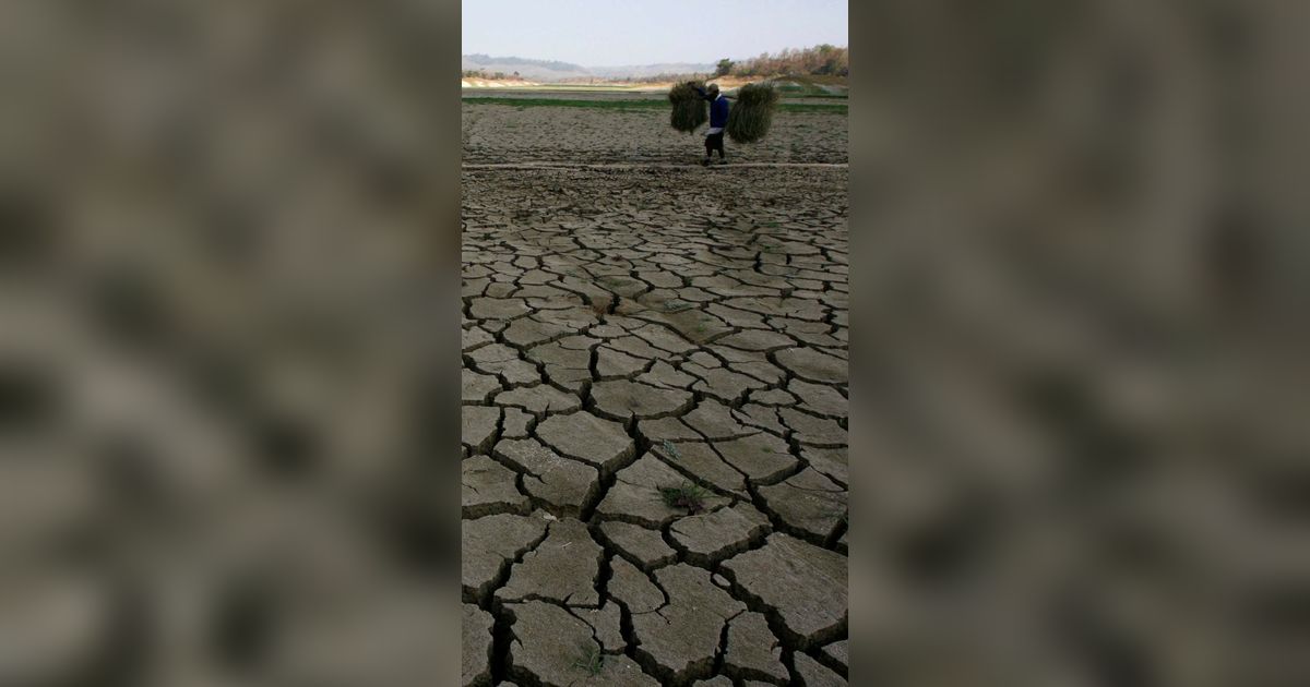 Kekeringan Dampak El Nino Terjadi, 3.618,5 Hektare Sawah di Bekasi Terancam Gagal Tanam