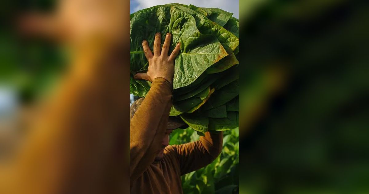 Menelusuri Sejarah Daun Emas Madura, Tembus Pasar Eropa pada Masa Perang Dingin