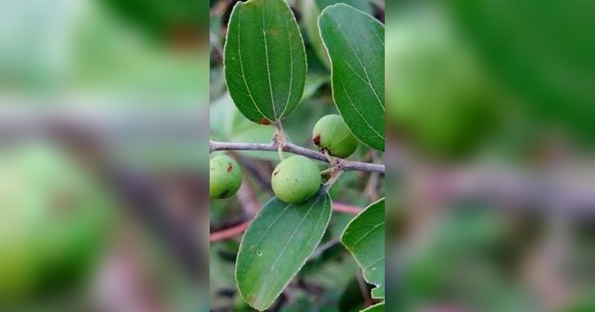 9 Manfaat Daun Bidara untuk Kesehatan Tubuh, Tanaman Herbal yang Disebutkan dalam Al-Quran