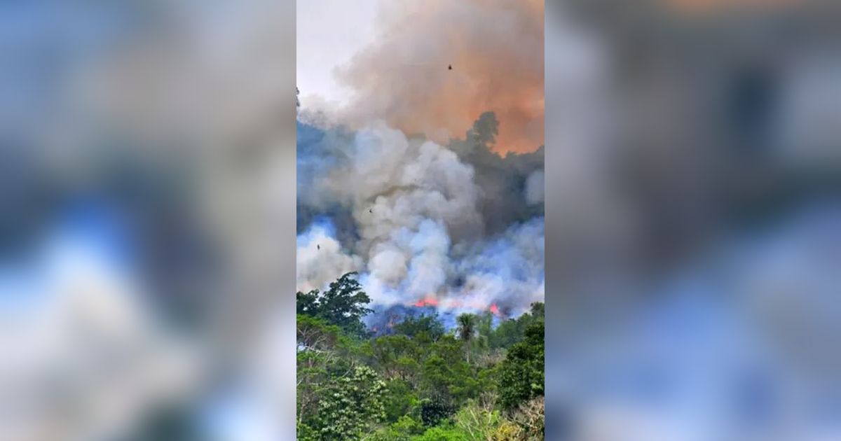 Buka Lahan dengan Cara Dibakar, Pemuda Ketapang Kalbar Tewas Terpanggang