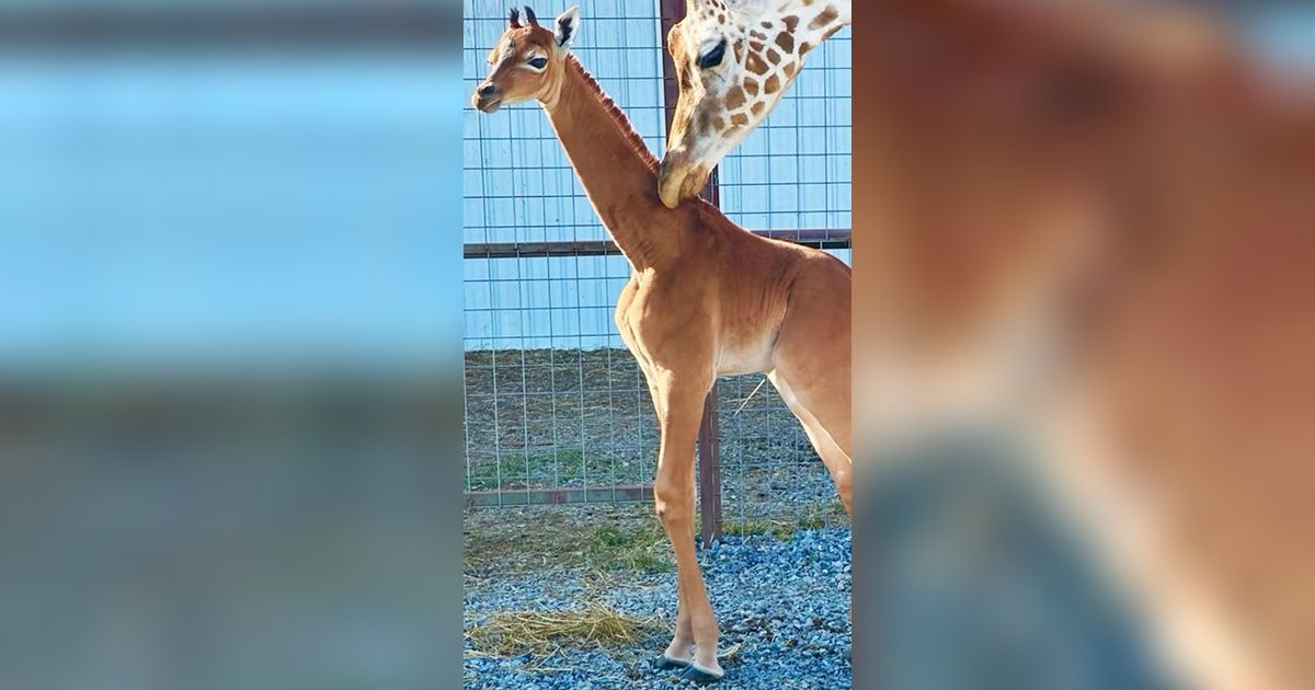 Momen Langka Bayi Jerapah Tanpa Totol Putih Lahir di Kebun Binatang Tennessee AS, Jadi Satu-Satunya di Dunia!