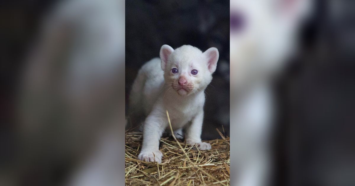 FOTO: Super Langka, Begini Gemasnya Bayi Puma Albino yang Lahir di Nikaragua