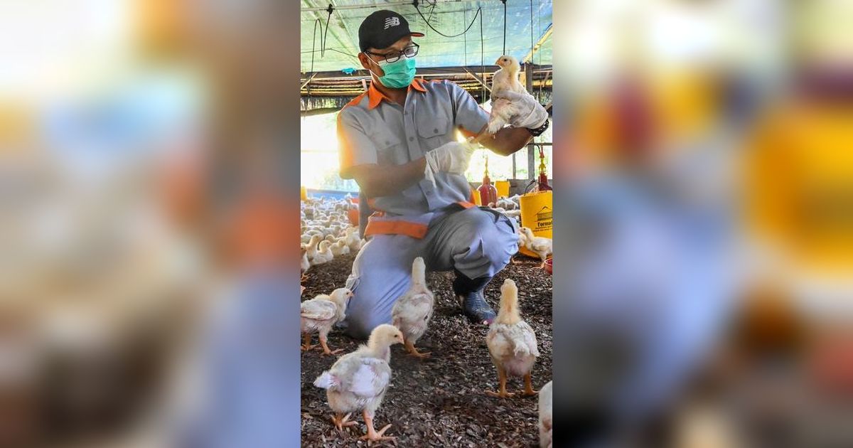 Menggiurkan, Begini Konsep Bisnis Hulu Hilir Peternakan Ayam Potong di Yogyakarta