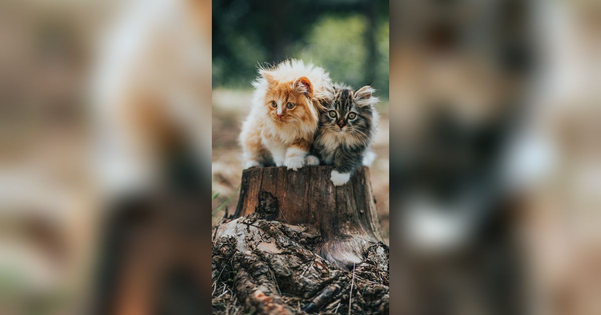 6 Alasan Bulu Kucing Rontok dan Cara Mengatasinya