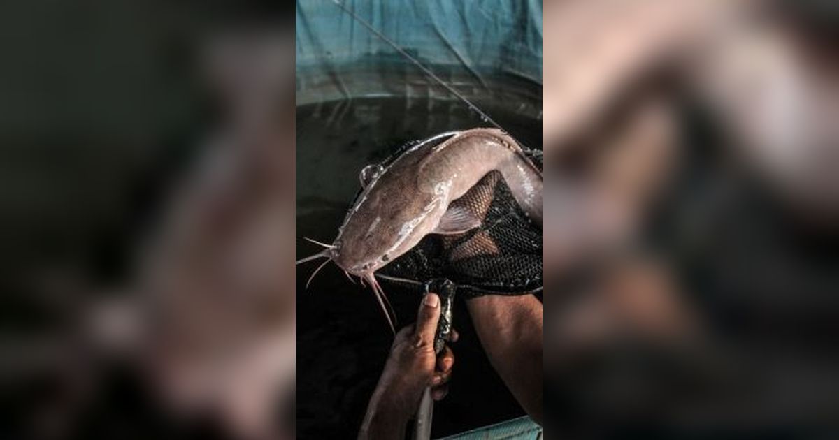 Benarkah Sesuap Ikan Lele Mengandung 3.000 Sel Kanker? Cek Faktanya