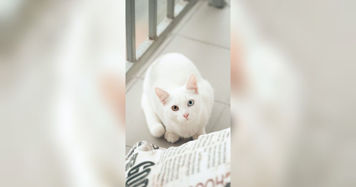 Memiliki Bulu Seputih Salju, Kucing Khao Manee Berharga Ratusan Juta
