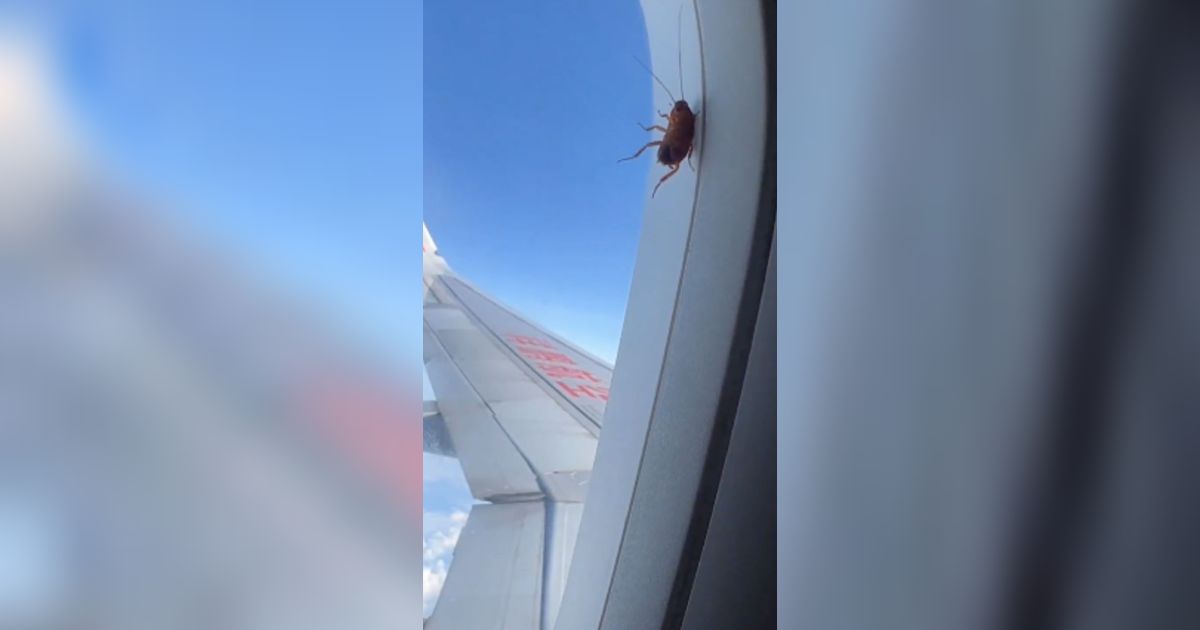Viral Kecoak Nempel di Jendela Pesawat selama Terbang Tiga Jam, Berikut Fakta tentang Hewan Tangguh Ini