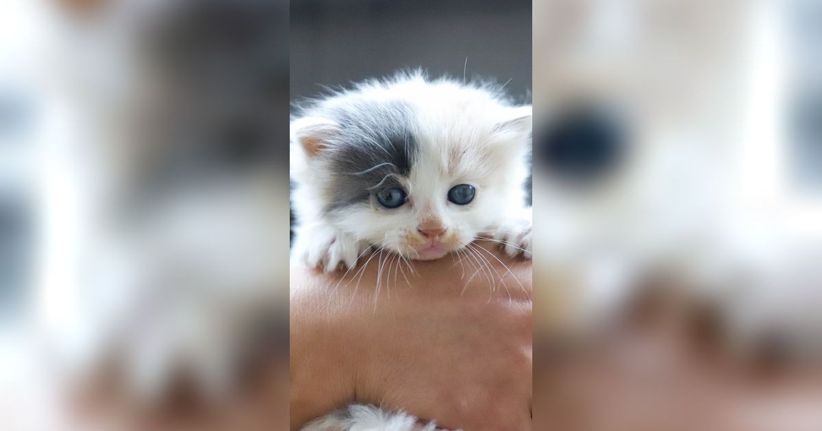 4 Langkah Pertolongan Pertama terhadap Anak Kucing yang Tercebur