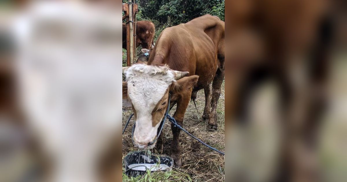 Produk Makanan Berbasis Daging Sapi Asal Indonesia Ditolak Malaysia, Ternyata Ini Penyebabnya