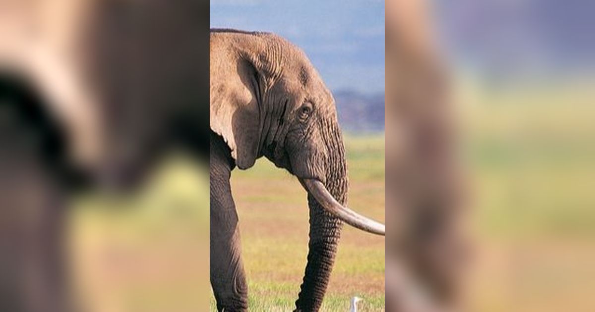Gali Tanah Mau Bangun Rumah, Warga Sragen Temukan Fosil Gading Gajah Berusia 800 Ribu Tahun