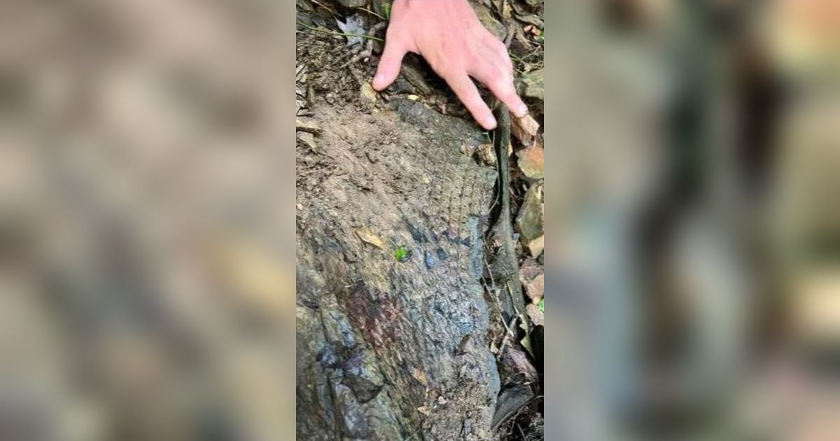 Fosil Misterius Bersisik Ditemukan di Pinggir Sungai, Ternyata Bukan Sisik Hewan