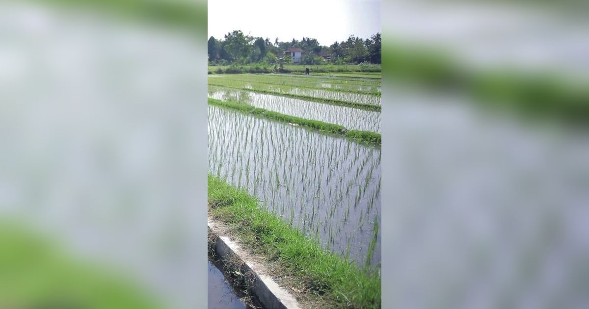 Irigasi Terawat, Pertanian Bantul Tak Terpengaruh El Nino