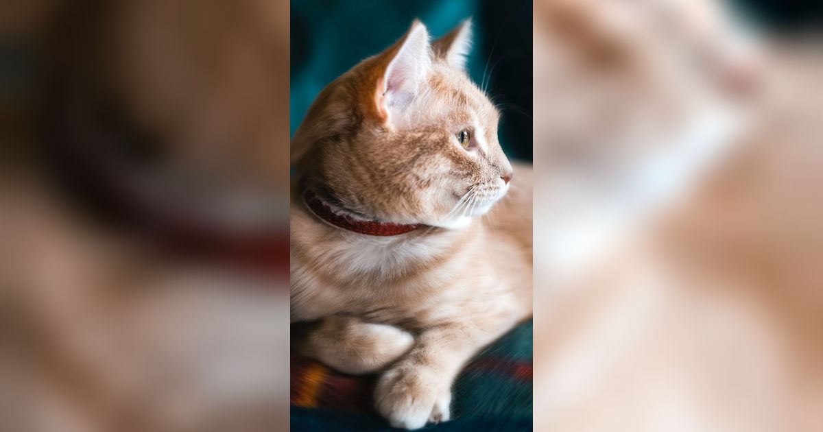 200 Nama Kucing Lucu Jantan dan Betina yang Lucu dan Unik