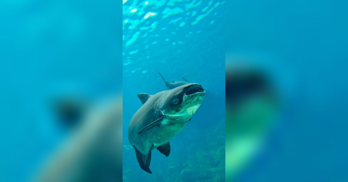 Hoki! Pemancing Tangkap Ikan Lele Raksasa Seberat Sapi Kurban
