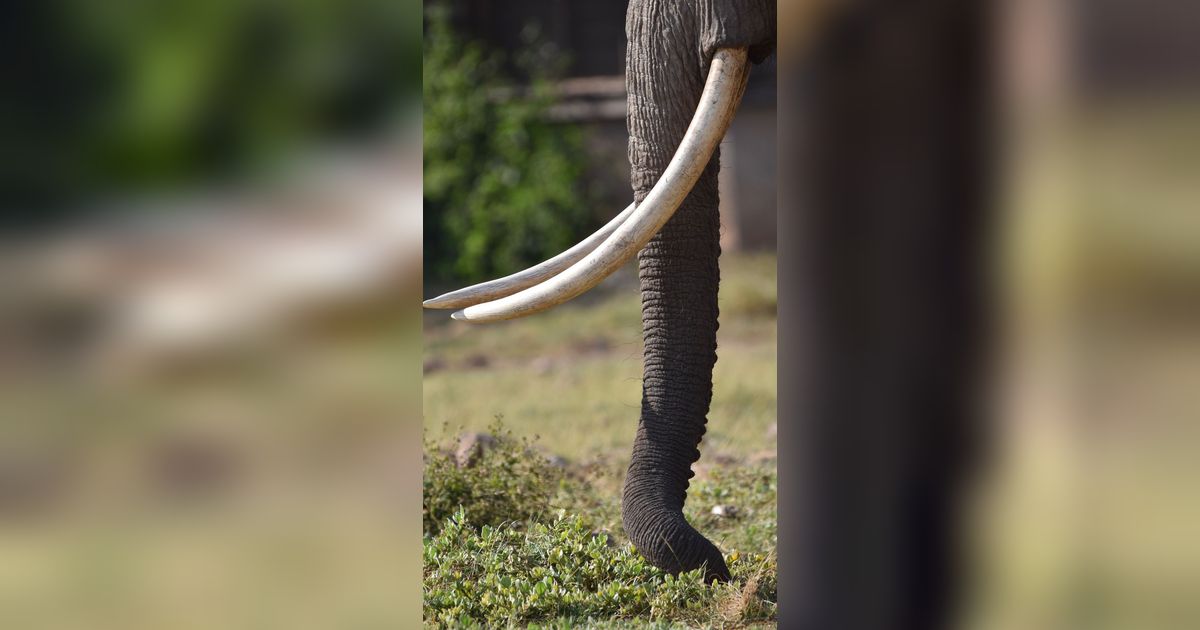 Lagi Bangun Rumah, Warga Temukan Fosil Gading Gajah Diduga Berusia 800 Ribu Tahun