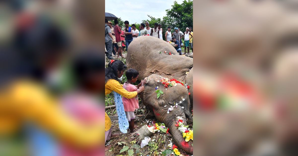 FOTO: Tinggalkan Hutan Buat Cari Makan, Induk Gajah dan Dua Anaknya Tewas Tersetrum Listrik di India