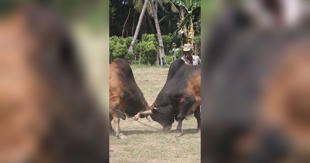 Mengenal Tradisi Toktok, Aduan Sapi Musim Kemarau di Masalembu Sumenep