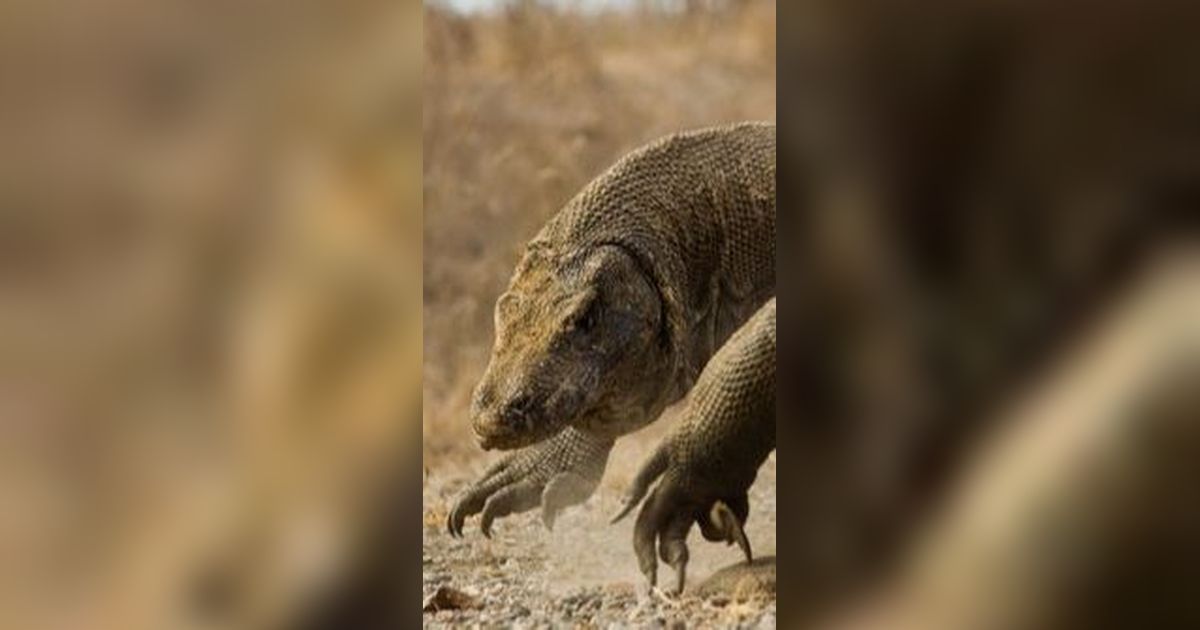 Komodo Berkeliaran di Golo Mori Labuan Bajo, Ini Penjelasan BBKSDA