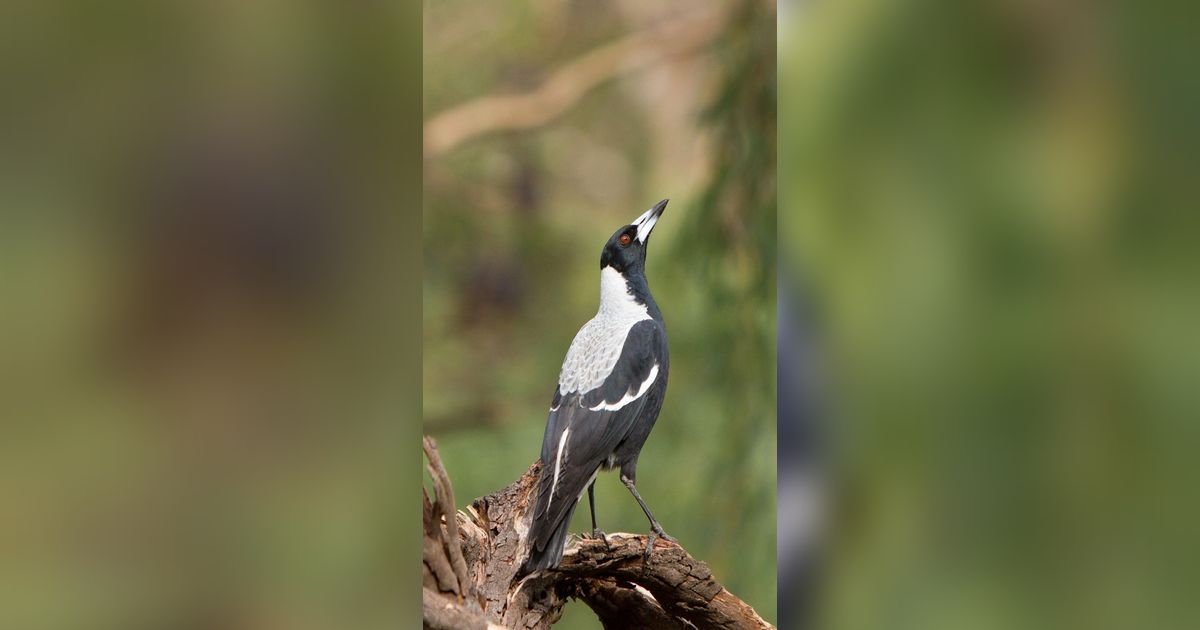 Cara Merawat Burung Kacer Agar Sehat dan Kicau Gacor
