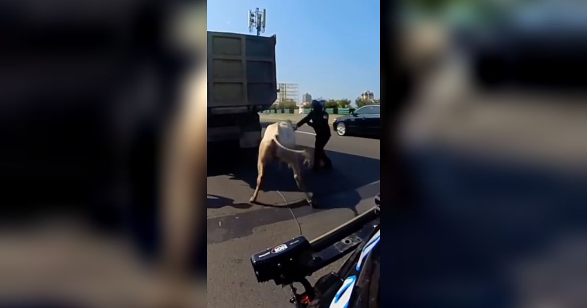 Provos Diuber-uber Sapi, Endingnya Bikin Kaget
