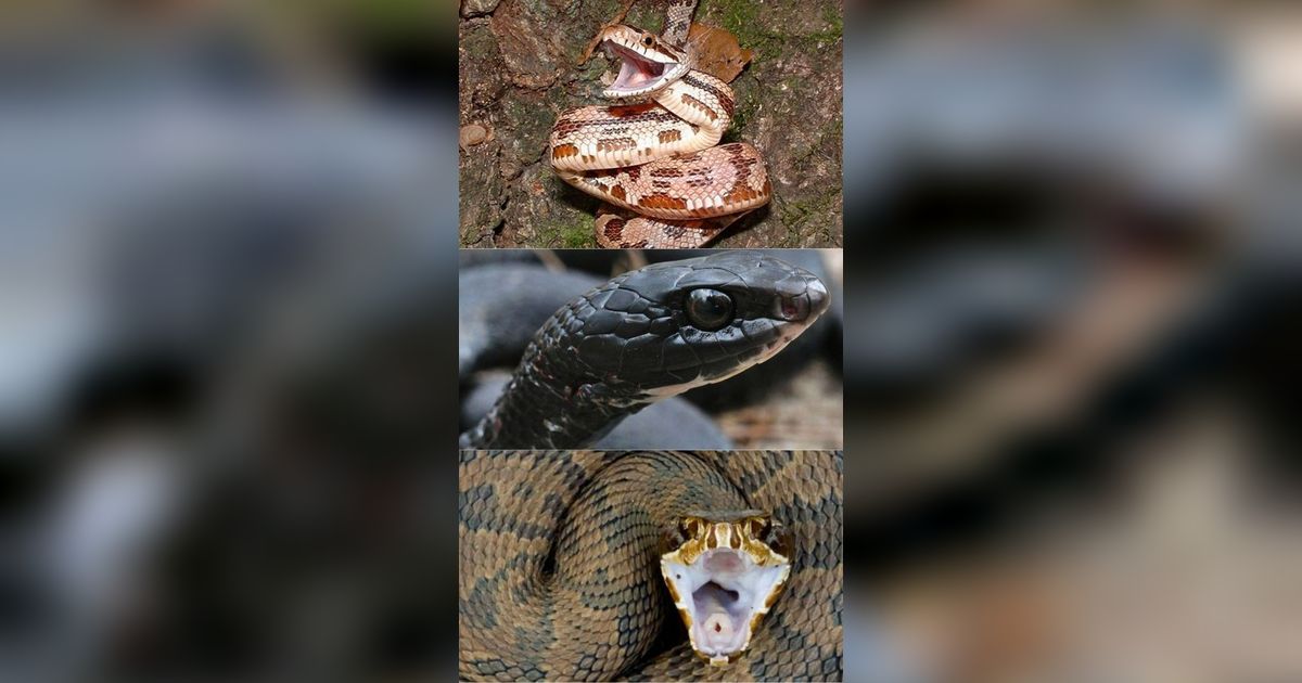 Bukan King Kobra, Ini Serangan Ular Tercepat di Dunia