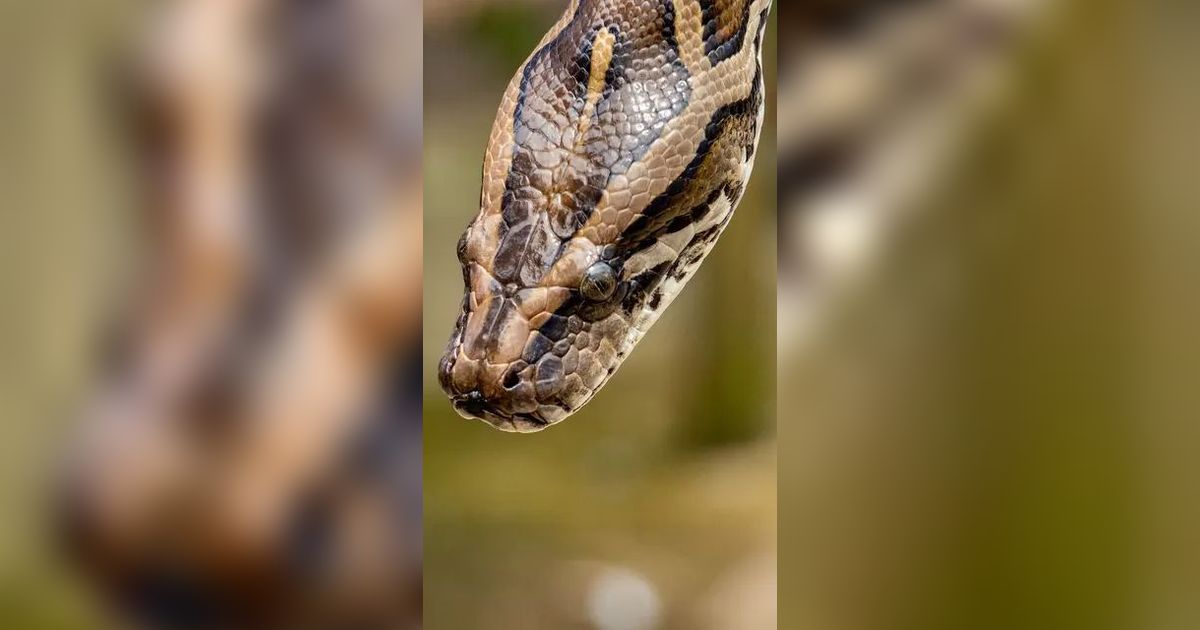 Tiga Ular Kalimantan Ini Tak Berkutik Usai Ditangkap Emak-Emak dengan Satu Tangan
