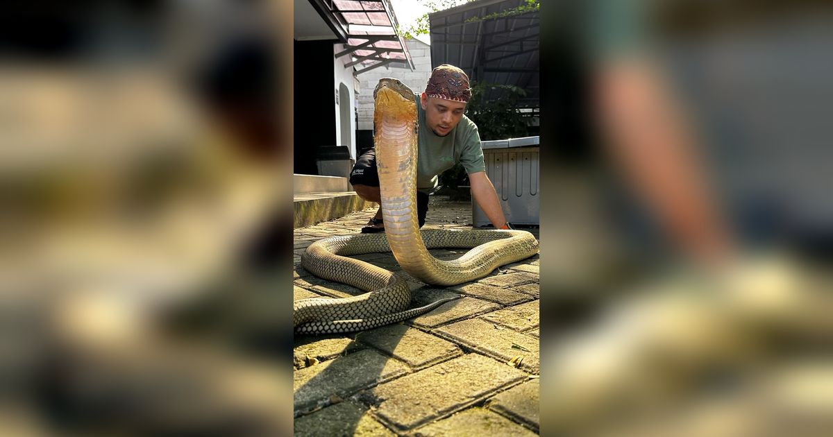 5 Orang Asia yang Mengaku Tahan Bisa Ular, Termasuk Panji Petualang
