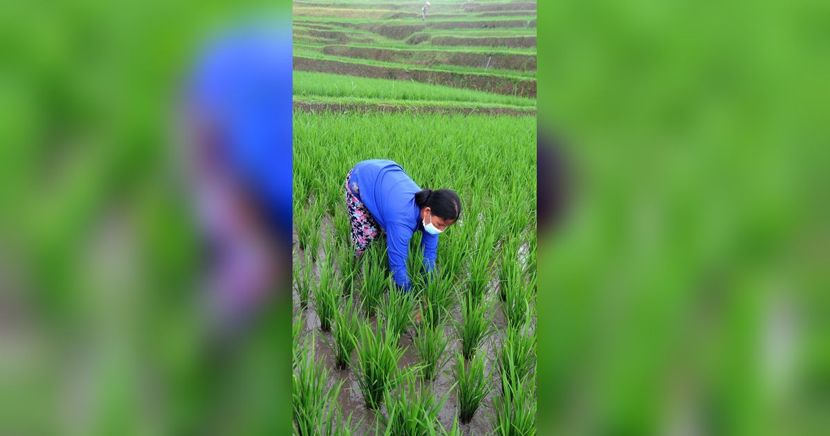 Tanam Padi Dimulai Sejak 3000 Tahun Lalu, Dilakukan Pertama Kali oleh Petani dari Negara Ini